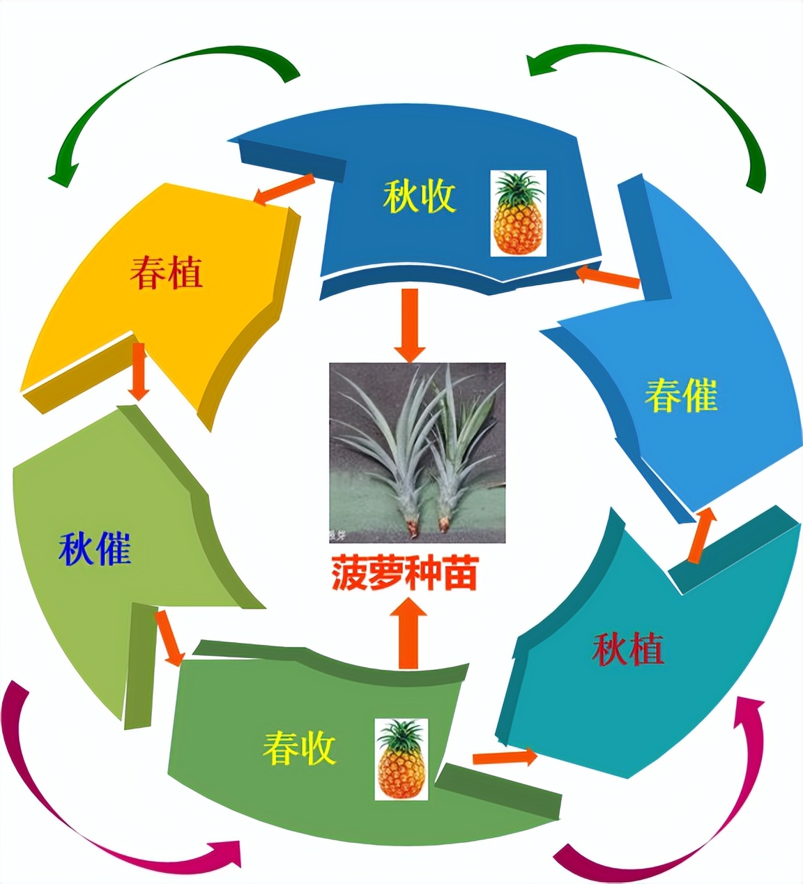 “产期精准调控”引领凤梨产业升级 助力乡村振兴