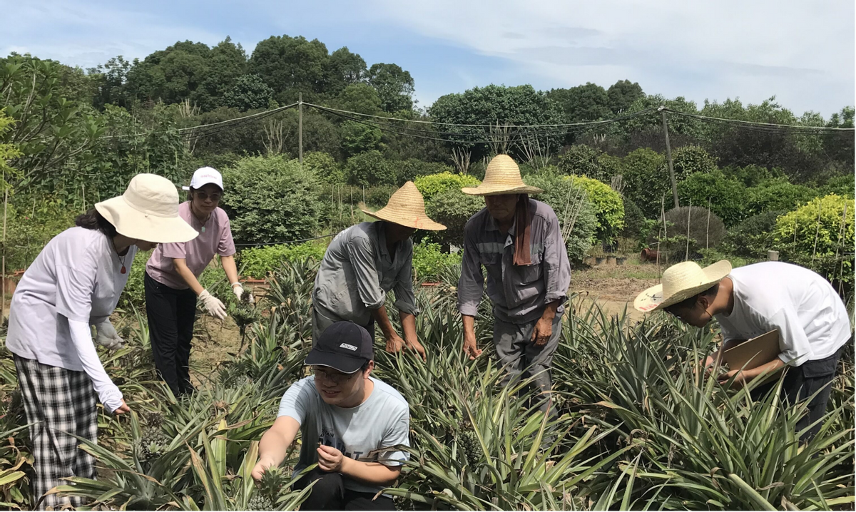 “产期精准调控”引领凤梨产业升级 助力乡村振兴